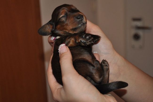 Jamnik d�ugow�osy - szczeni� 